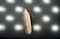 Platyedra subcinerea