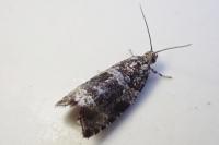 Celypha lacunana