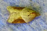 Acleris