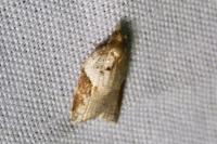 Acleris