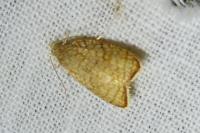 Acleris forsskaleana