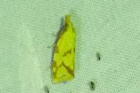 Agapeta hamana