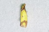 Agapeta zoegana