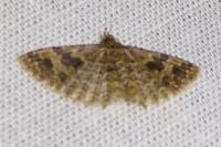 Alucita hexadactyla