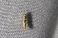 Argyresthia goedartella