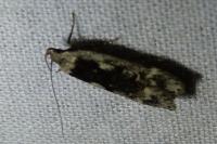 Anacampsis blattariella/populella