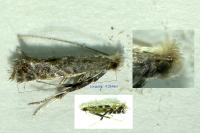 Parornix torquillella