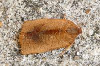 Cacoecimorpha pronubana