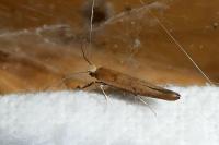Zelleria hepariella