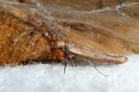 Zelleria hepariella