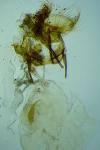 Cnephasia