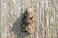 Cnephasia