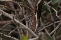 Coleophora albella