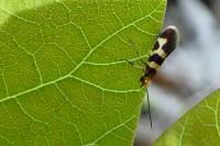 Micropterix allionella