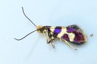 Micropterix allionella