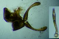 Micropterix allionella