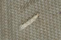Scrobipalpa obsoletella