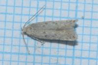 Scrobipalpa obsoletella