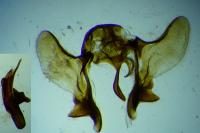 Aethes margarotana