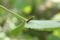 Coleophora