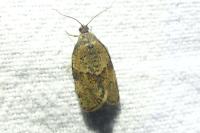 Syndemis musculana