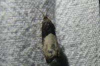 Notocelia cynosbatella