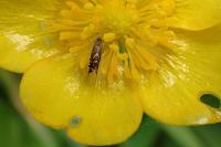 Glyphipterix simpliciella