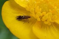 Glyphipterix simpliciella
