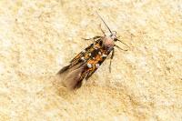 Pancalia leuwenhoekella