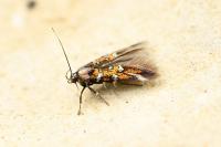 Pancalia leuwenhoekella