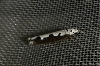 Ethmia bipunctella