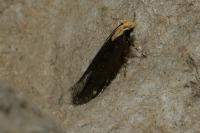 Aroga flavicomella