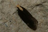 Aroga flavicomella
