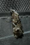 Phtheochroa