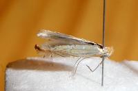 Phyllonorycter messaniella