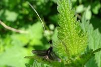 Adela reaumurella