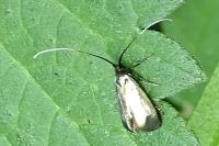 Adela reaumurella