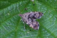 Anthophila fabriciana