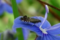 Glyphipterix