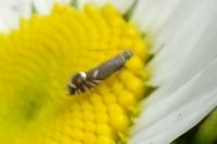 Glyphipterix