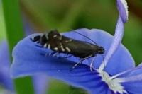 Glyphipterix