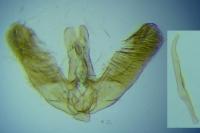 Elachista metella