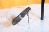 Elachista metella