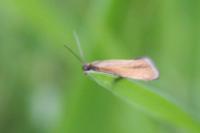 Glyphipterix fuscoviridella