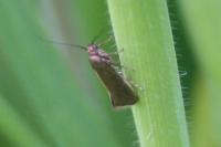 Glyphipterix fuscoviridella
