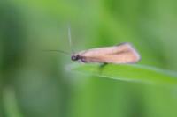 Glyphipterix fuscoviridella
