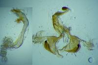 Coleophora brunneosignata