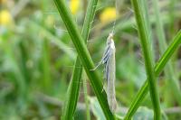 Coleophora brunneosignata