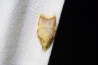 Carcina quercana