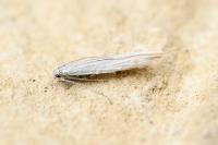 Coleophora